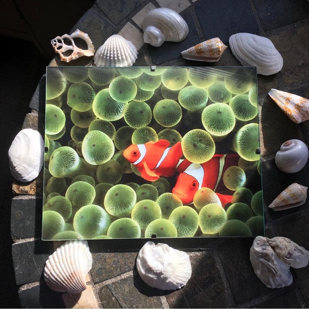 Framed High Gloss Nautical Print -Ready to Hang - VIBRANT & FUN - Underwater!